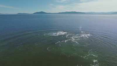 Others try to reach
deeper water. - Frozen Planet II