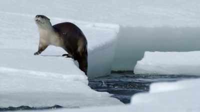 Otters are built for fishing. - Epic Yellowstone