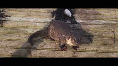 Otters are normally so shy here, - Billy & Molly: An Otter Love Story