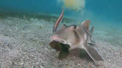 Oul expus e o masă pentru oricine - Baby Sharks