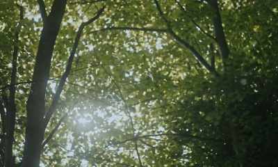 Our beloved - Sauvage