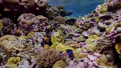 Our climate and our environment
are changing rapidly. - Protecting Paradise: The Story of Niue