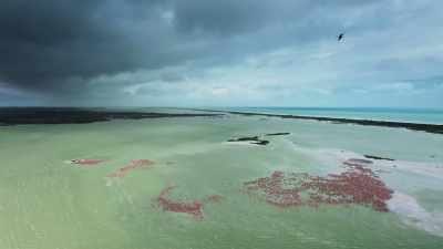 Our coasts are vulnerable places, - Planet Earth III