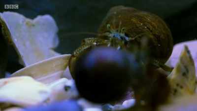 Our crab has taken a fancy
to this lighter but smaller shell. - Wales: Land of the Wild