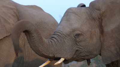 Our film
is really all about journeys. - In the Footsteps of Elephant