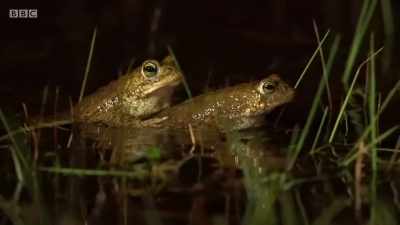Our little natterjack is also
getting some unwanted attention. - Wales: Land of the Wild