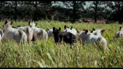Our livestock will graze this
during the winter, - Kiss the Ground
