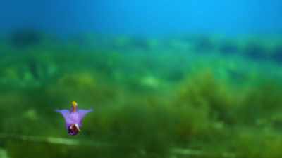 Our silly little feet
can't grip, - When Nature Calls with Helen Mirren