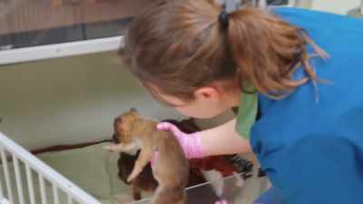 Our vet tech went through - Secrets of the Zoo