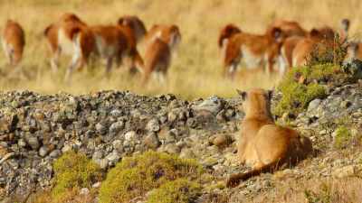 Out here, you never know who's watching. - Our Great National Parks