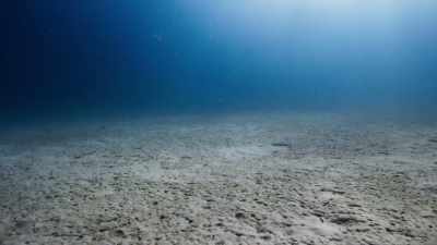 Out here, on the sand flats, - Blue Planet II
