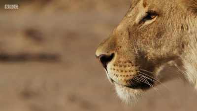 Out here, there is no cover
for an ambush. - Planet Earth: A Celebration