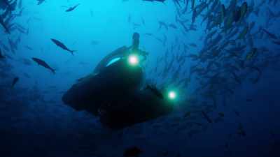 Out of the gloom, a shape materialises. - Blue Planet II