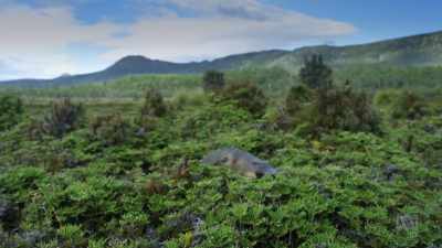 Out of water it's easy to see why - David Attenborough's Tasmania