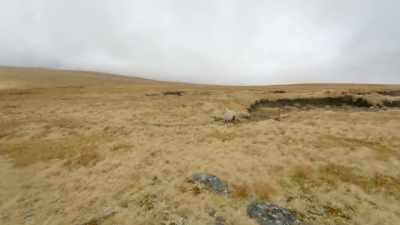 Out on his own, eight-year-old Sid
is learning to track the sheep - Our Yorkshire Farm