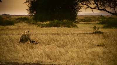 Outnumbered, her courage deserts
her. - Serengeti