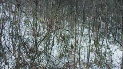 Outnumbered, the intruders retreat. - Seven Worlds, One Planet