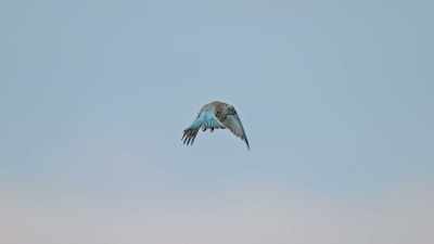 Over 150 species
of birds migrate - Yellowstone: One-Fifty