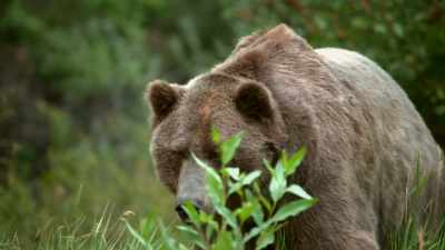 Over 700 live within the
park's borders today. - Yellowstone: One-Fifty