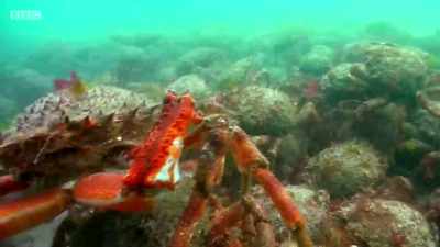 Over a number of visits to the bay, - Wales: Land of the Wild