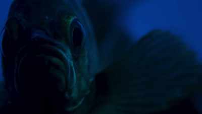 Over just a few months, - Blue Planet II