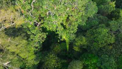 Over ten stories
high in the canopy. - The Secret Lives of Animals
