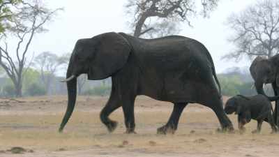 Over the course of the filming, - In the Footsteps of Elephant