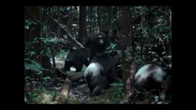 Over the decades, that society - Chimp Empire