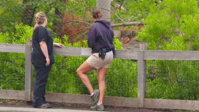 Over the last couple weeks, - Secrets of the Zoo