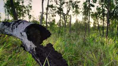 Over the last decade, - The Secret Lives of Animals