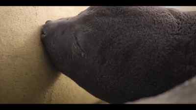 Over the new three weeks,
he'll put on 150 pounds, - Our Oceans