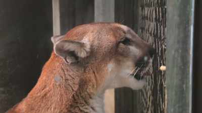 Over the next couple weeks, - Secrets of the Zoo