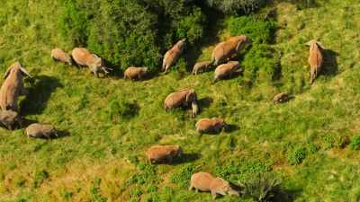 Over the next decade of his life, - Wild Babies
