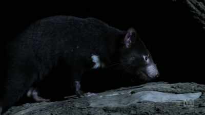 Over the next few months, - David Attenborough's Tasmania