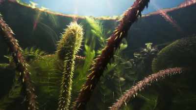 Over the next few months,
the lily will produce - The Green Planet