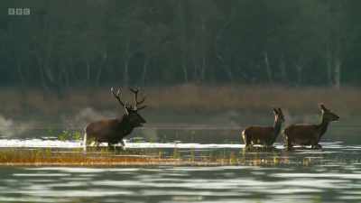 Over the next few weeks,
the dominant stag - Wild Isles