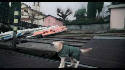 Over the years, Ice and I
have noticed changes in the lake. - Dogs