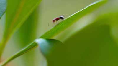 Over time,
Caribbean creatures have evolved, - Tiny World