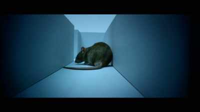 Over time,
rats tend to run the maze - The Mandela Effect