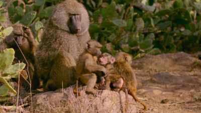 Over time, the elder baboon develops
into a kind of benevolent grandfather. - The Secret Lives of Animals