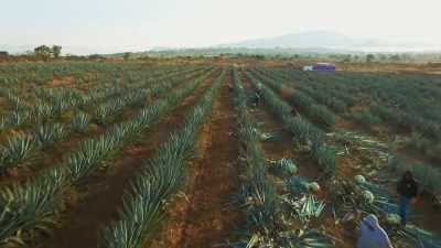 Over time, these plants produced
more food, - The Green Planet