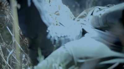 Ow! Ow! Ow! Ow!
DOG BARKS - Celebrity SAS: Who Dares Wins