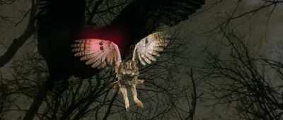 [owl hoots] - The Mothman Legacy