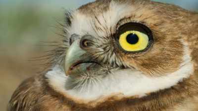 (OWLETS CHITTER) - Super/Natural