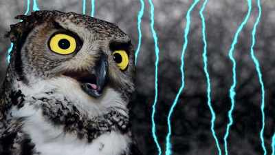 Owls are always showing up at these scenes. - Caviar
