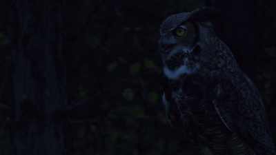 [owls hooting] - Cinderella's Revenge