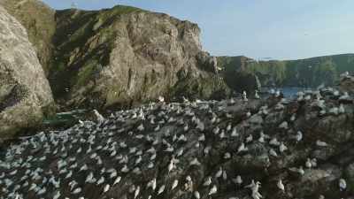 Owning a white gyrfalcon is
the ultimate statement - Wild Ways of the Vikings