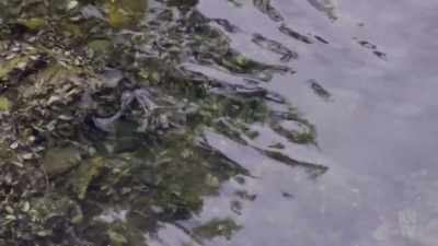 Oyster shells and sandstone were used - Aussie Inventions That Changed The World