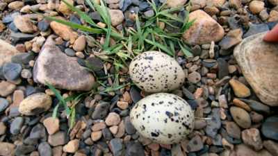 Oystercatcher nests are really
hard to find because they lay them - Our Yorkshire Farm