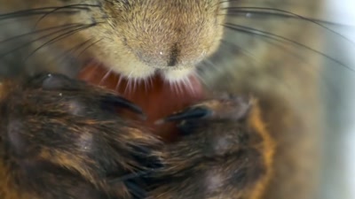 'Packed with protein
and rich in fats... - A Year on Planet Earth